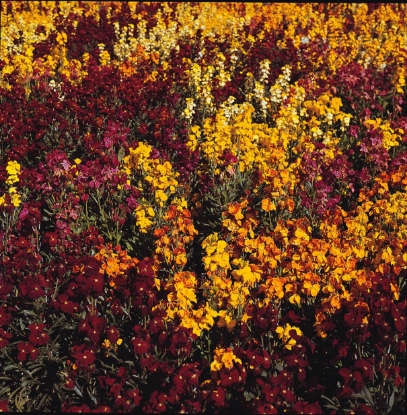 Picture of Wallflower - Persian Carpet Mixed